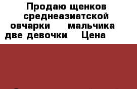 Продаю щенков среднеазиатской овчарки , 4 мальчика , две девочки. › Цена ­ 25 000 - Ставропольский край Животные и растения » Собаки   . Ставропольский край